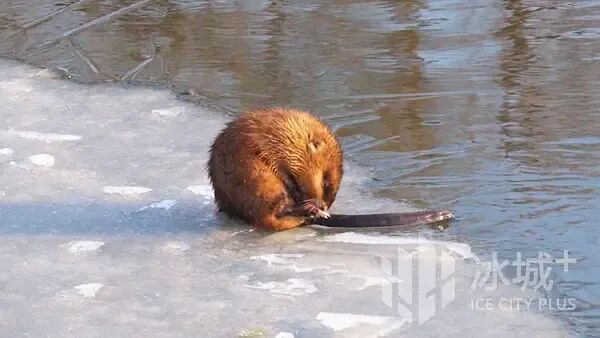 “网红”麝鼠萌态再出圈，太阳岛外滩湿地春日上演治愈生态大片