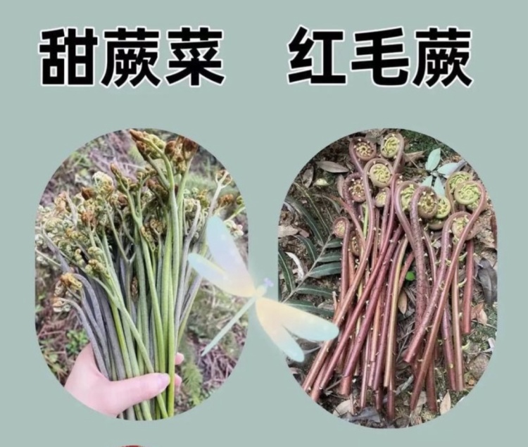 采“五指毛桃”煲汤险丧命！南宁一女子喝两碗进ICU，这些“孪生”毒草千万要认清