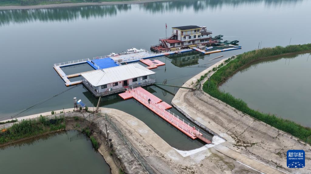 从退捕渔民到“江豚奶爸” ：用心守护水中精灵