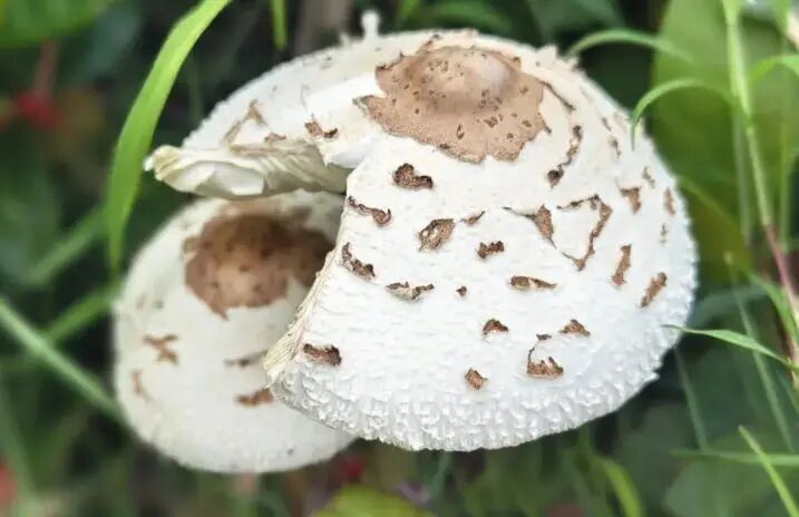 惠州一家人因误食野生毒蘑菇集体中毒