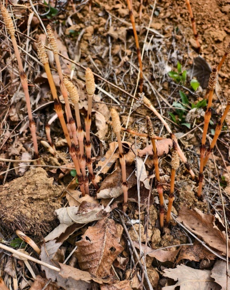 “爸爸，这座山下有黄金……”8岁男孩凭草辨矿？网友：这就是爱学习的“含金量”