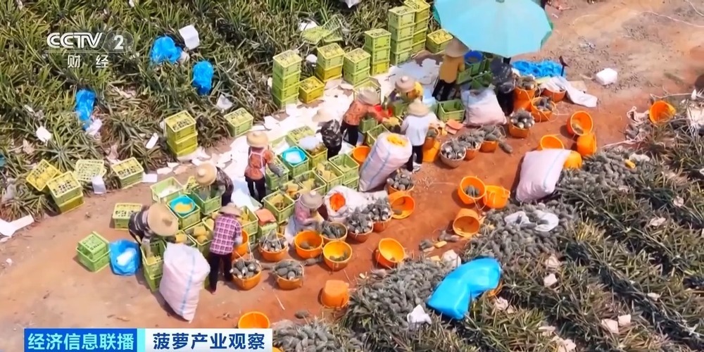 “菠萝的海”丰收了 全国三分之一的菠萝来自这里