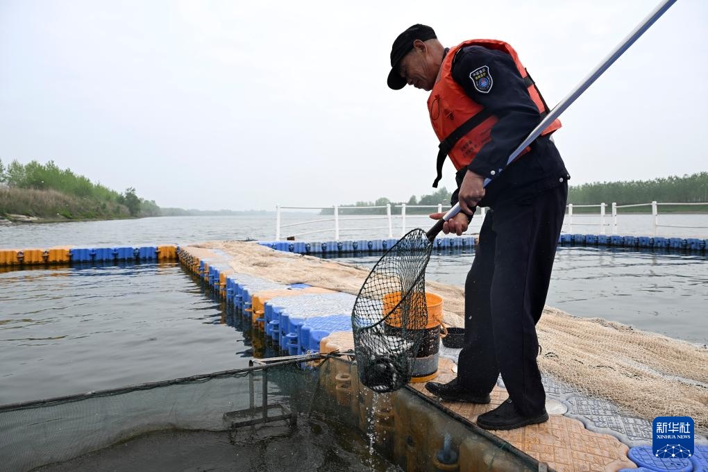 从退捕渔民到“江豚奶爸” ：用心守护水中精灵