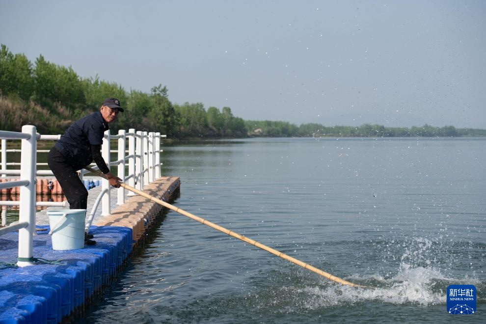 从退捕渔民到“江豚奶爸” ：用心守护水中精灵