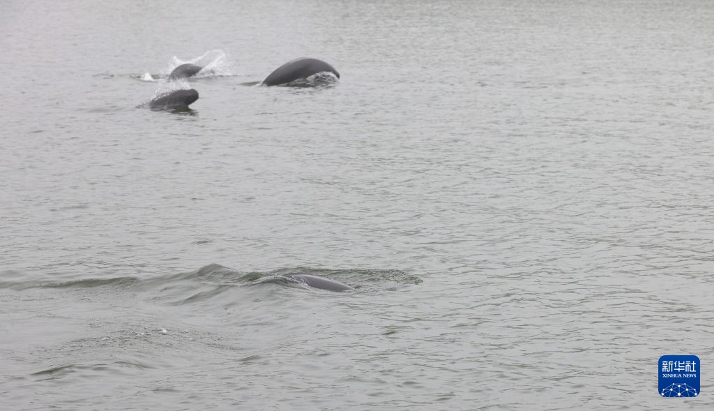从退捕渔民到“江豚奶爸” ：用心守护水中精灵