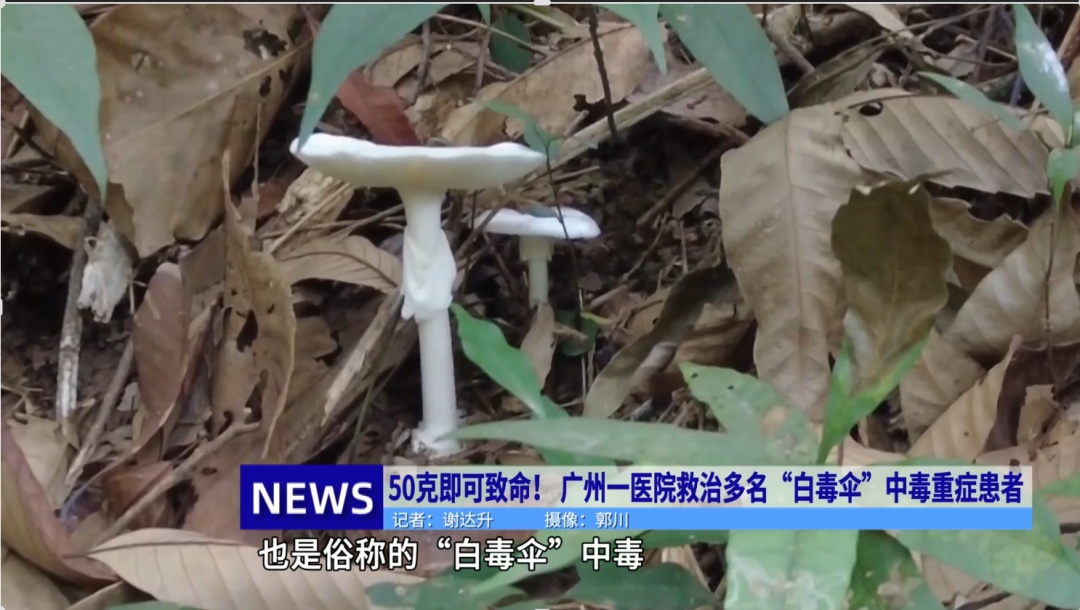 50克即可致人死亡！ &nbsp;广州一医院救治多名“白毒伞”中毒重症患者