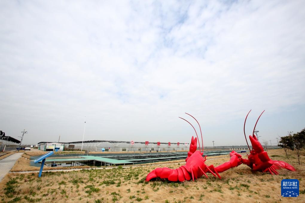 经济大省调研行丨在盱眙看小龙虾如何做成大产业