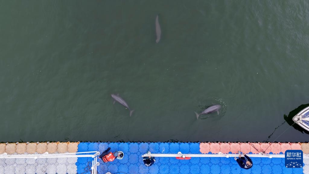 从退捕渔民到“江豚奶爸” ：用心守护水中精灵