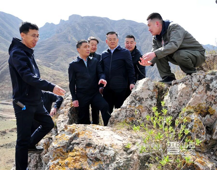 全国最大规模丁香叶忍冬在山西回归原生境