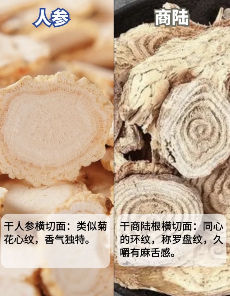 采“五指毛桃”煲汤险丧命！南宁一女子喝两碗进ICU，这些“孪生”毒草千万要认清