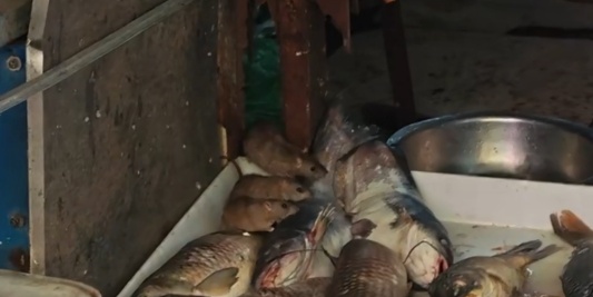 三只老鼠在鱼档吃“自助餐”，发布者称老鼠不怕人，鱼档当天即被关停