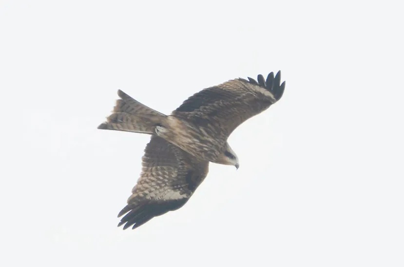 红山动物园官宣：黑鸢5号当爸爸啦！