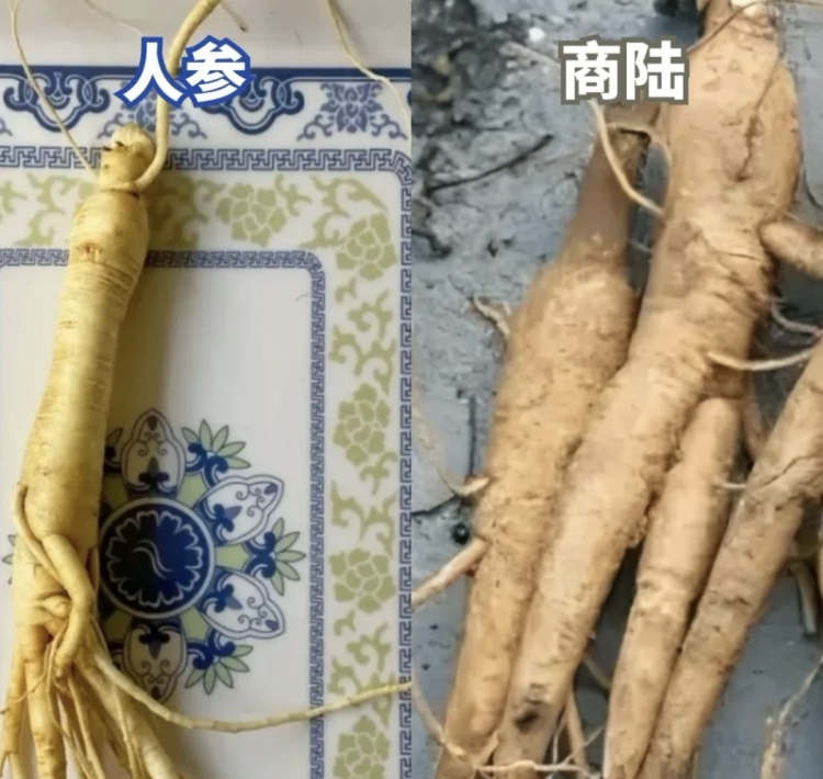 采“五指毛桃”煲汤险丧命！南宁一女子喝两碗进ICU，这些“孪生”毒草千万要认清