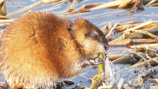 “网红”麝鼠萌态再出圈，太阳岛外滩湿地春日上演治愈生态大片
