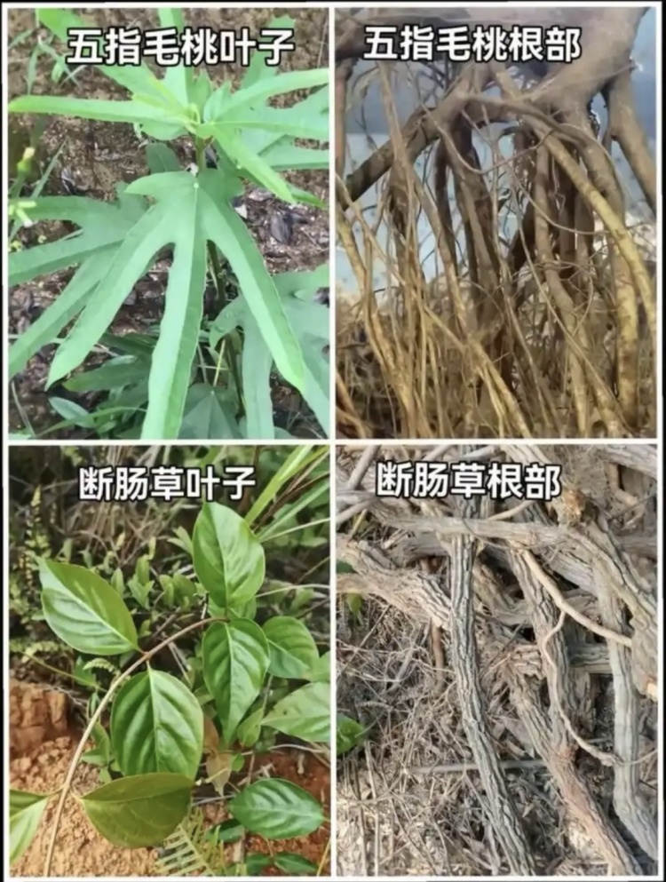 采“五指毛桃”煲汤险丧命！南宁一女子喝两碗进ICU，这些“孪生”毒草千万要认清