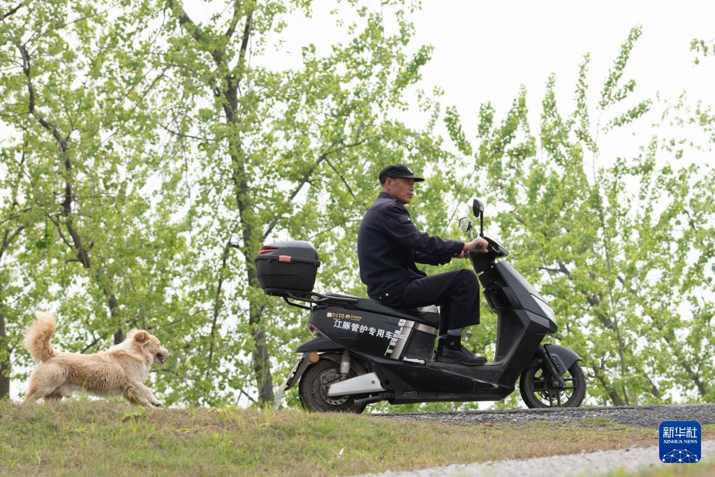 从退捕渔民到“江豚奶爸” ：用心守护水中精灵