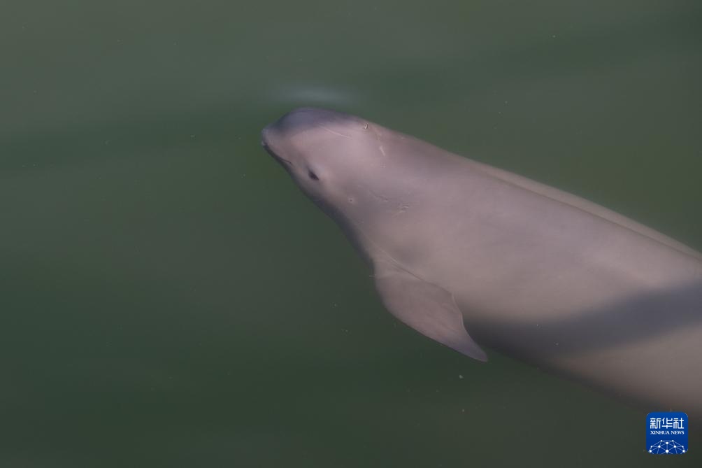 从退捕渔民到“江豚奶爸” ：用心守护水中精灵