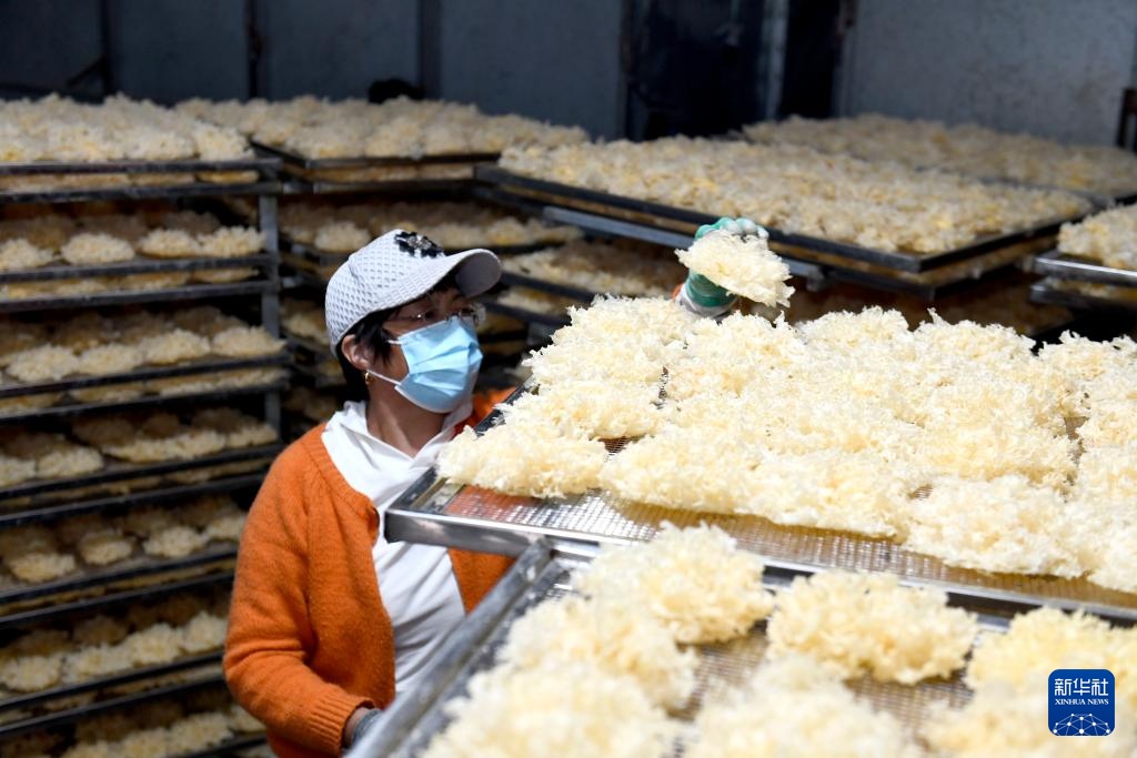 山东惠民：发展菌菇产业 赋能乡村振兴