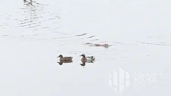 “网红”麝鼠萌态再出圈，太阳岛外滩湿地春日上演治愈生态大片