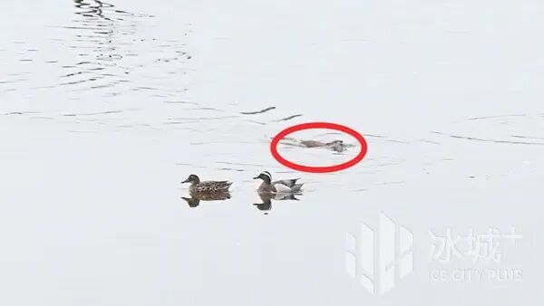 “网红”麝鼠萌态再出圈，太阳岛外滩湿地春日上演治愈生态大片