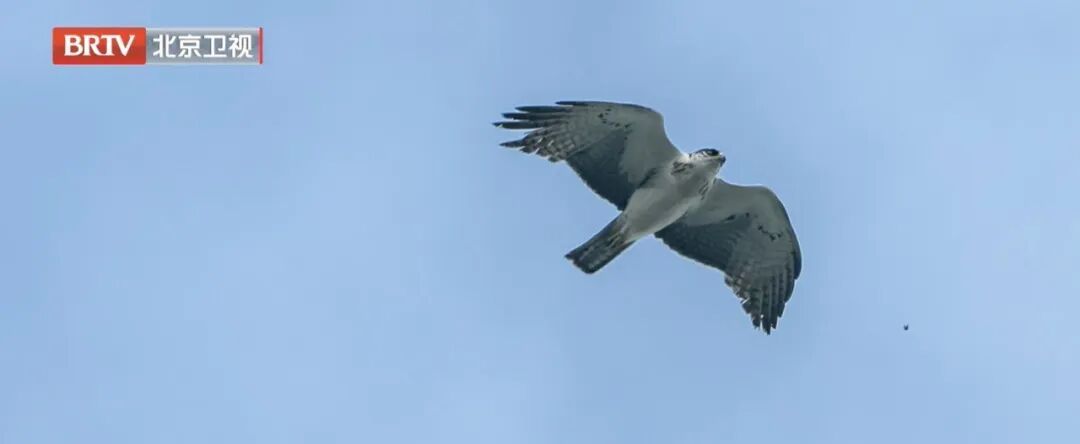欢迎你，新朋友！北京野生动物种类再增5种！
