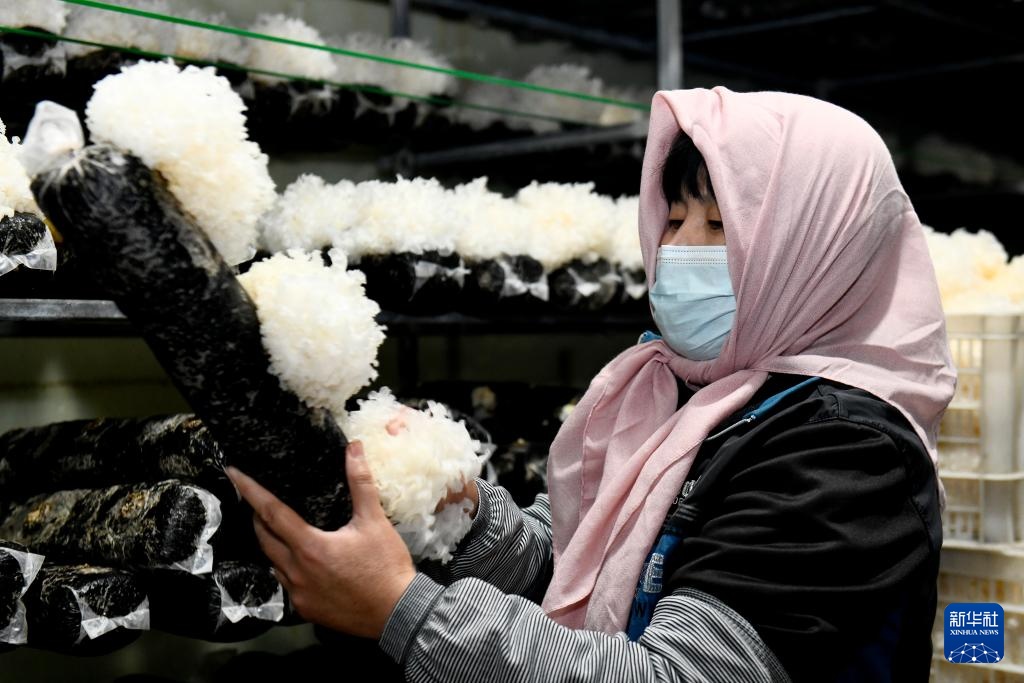 山东惠民：发展菌菇产业 赋能乡村振兴