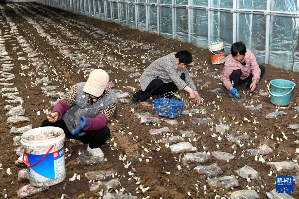 山东惠民：发展菌菇产业 赋能乡村振兴