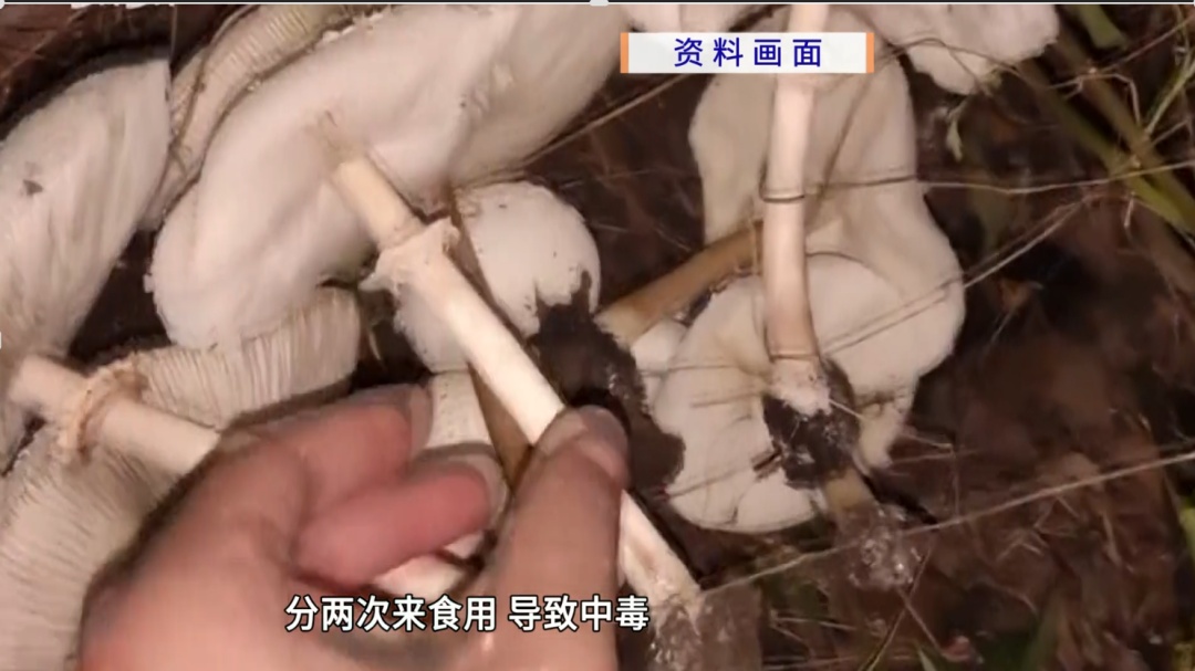 50克即可致人死亡！ &nbsp;广州一医院救治多名“白毒伞”中毒重症患者