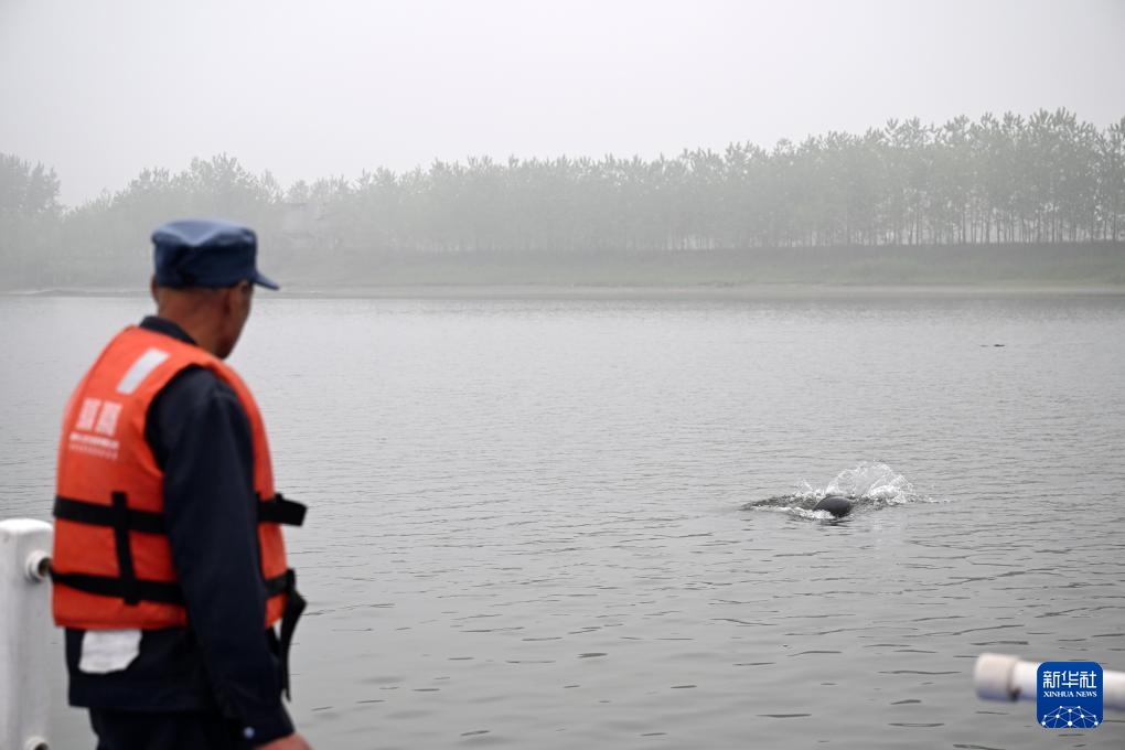 从退捕渔民到“江豚奶爸” ：用心守护水中精灵