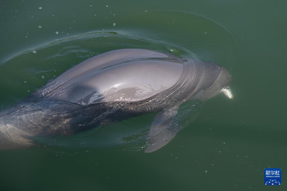 从退捕渔民到“江豚奶爸” ：用心守护水中精灵