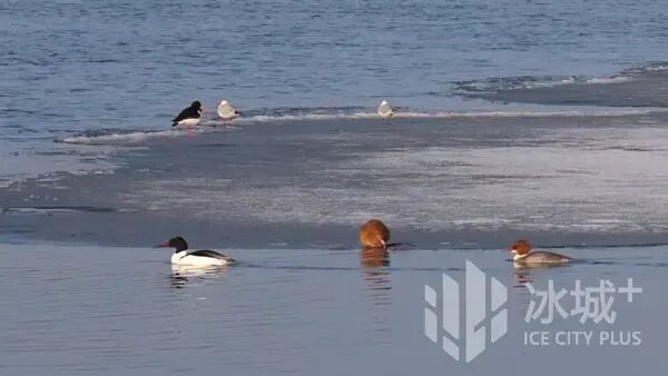 “网红”麝鼠萌态再出圈，太阳岛外滩湿地春日上演治愈生态大片