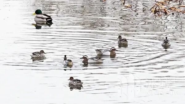 “网红”麝鼠萌态再出圈，太阳岛外滩湿地春日上演治愈生态大片
