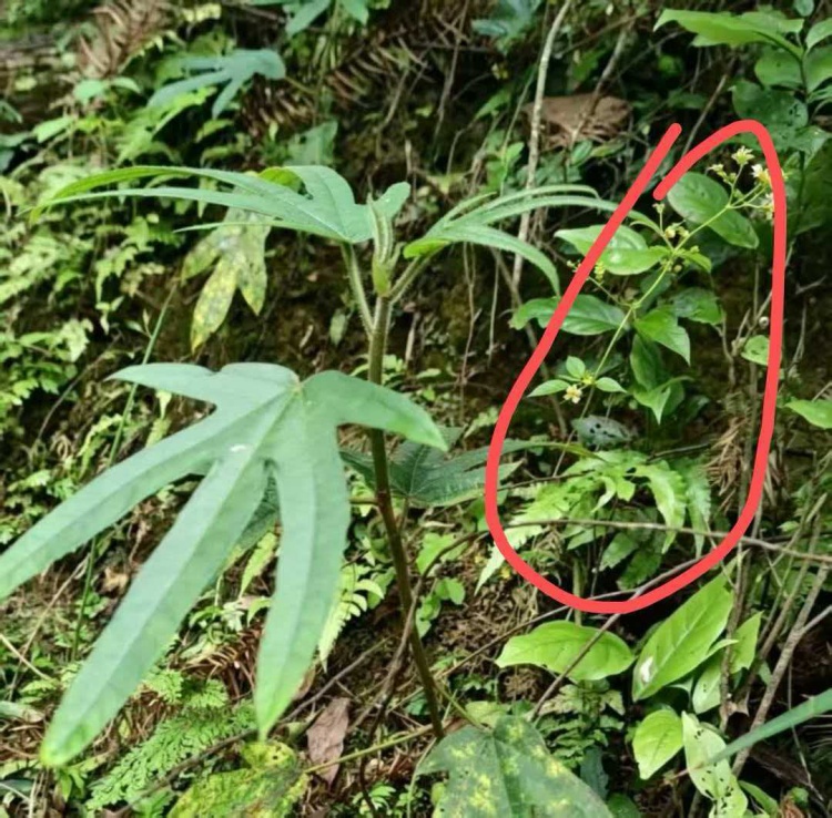 采“五指毛桃”煲汤险丧命！南宁一女子喝两碗进ICU，这些“孪生”毒草千万要认清