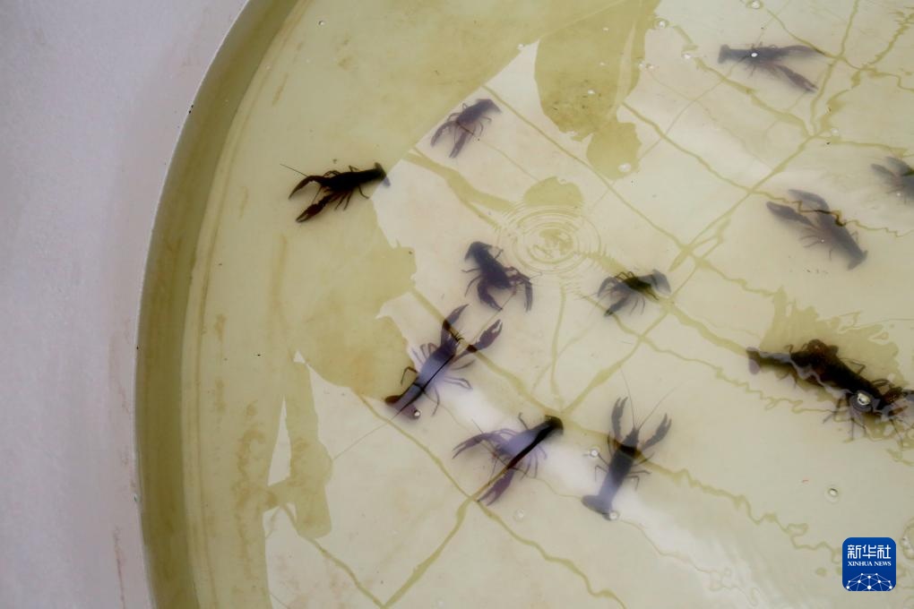 经济大省调研行丨在盱眙看小龙虾如何做成大产业