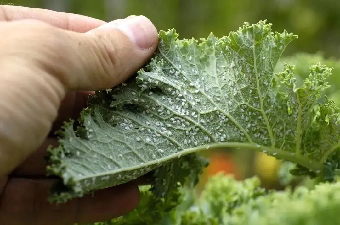 最近，强烈建议少穿这种衣服出门！