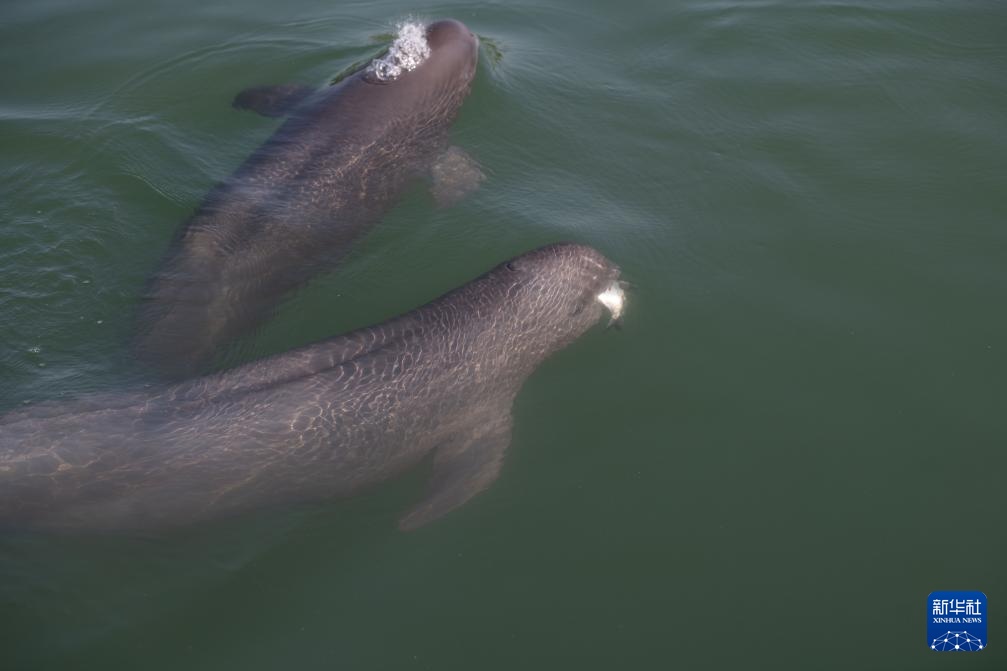 从退捕渔民到“江豚奶爸” ：用心守护水中精灵