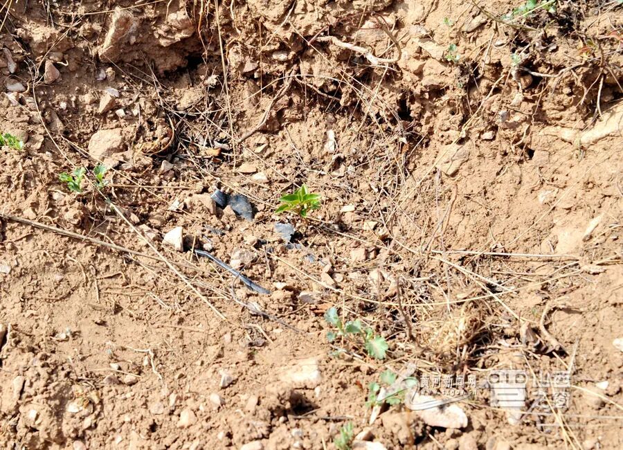 全国最大规模丁香叶忍冬在山西回归原生境