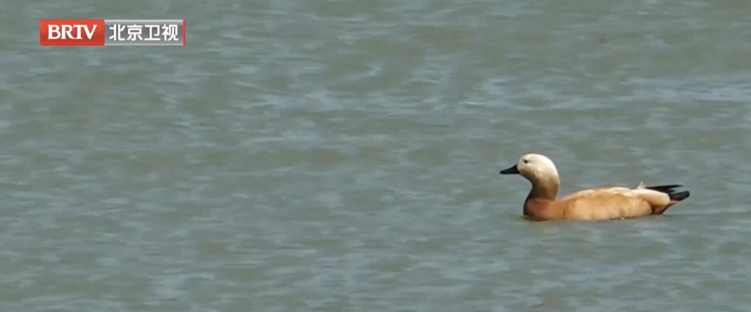 欢迎你，新朋友！北京野生动物种类再增5种！