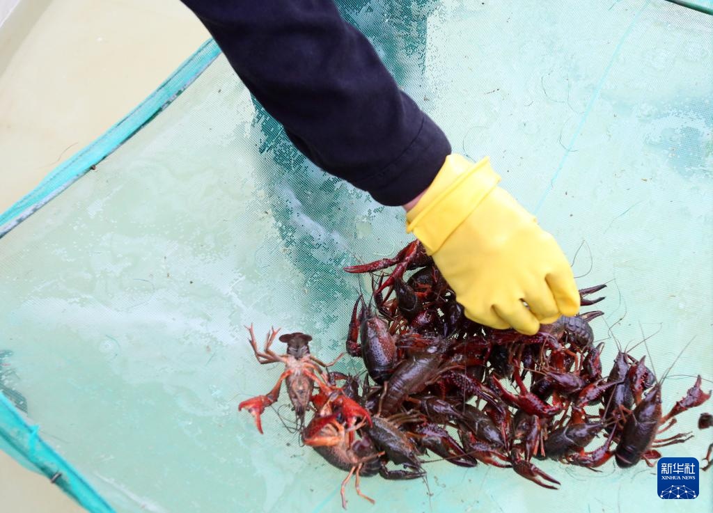 经济大省调研行丨在盱眙看小龙虾如何做成大产业