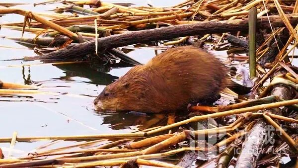 “网红”麝鼠萌态再出圈，太阳岛外滩湿地春日上演治愈生态大片