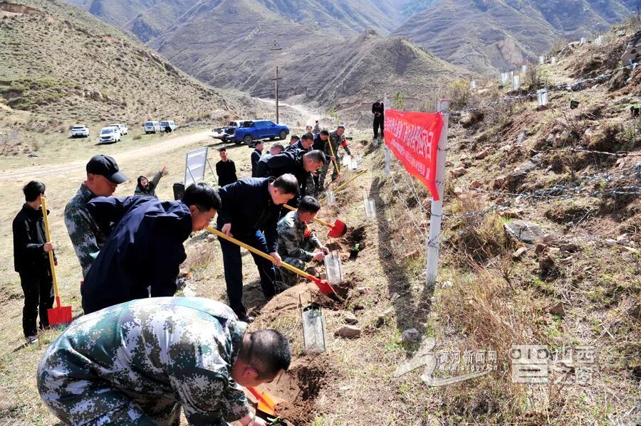 全国最大规模丁香叶忍冬在山西回归原生境