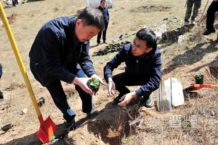 全国最大规模丁香叶忍冬在山西回归原生境