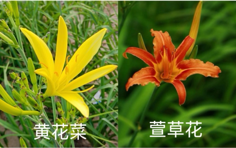 采“五指毛桃”煲汤险丧命！南宁一女子喝两碗进ICU，这些“孪生”毒草千万要认清