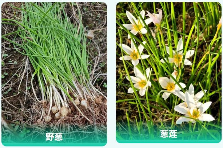 采“五指毛桃”煲汤险丧命！南宁一女子喝两碗进ICU，这些“孪生”毒草千万要认清