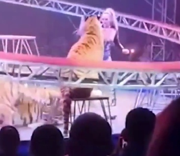 俄罗斯一马戏团演出时突发意外：3只老虎遭惊吓，1只老虎冲进观众席