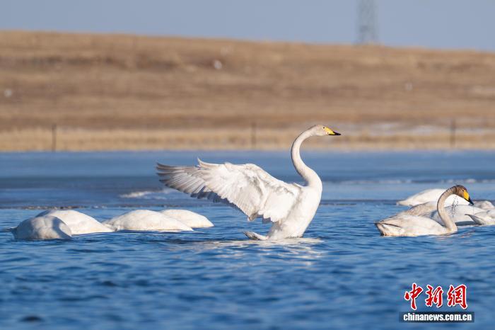 10年间呼伦湖候鸟数量增加超10万只