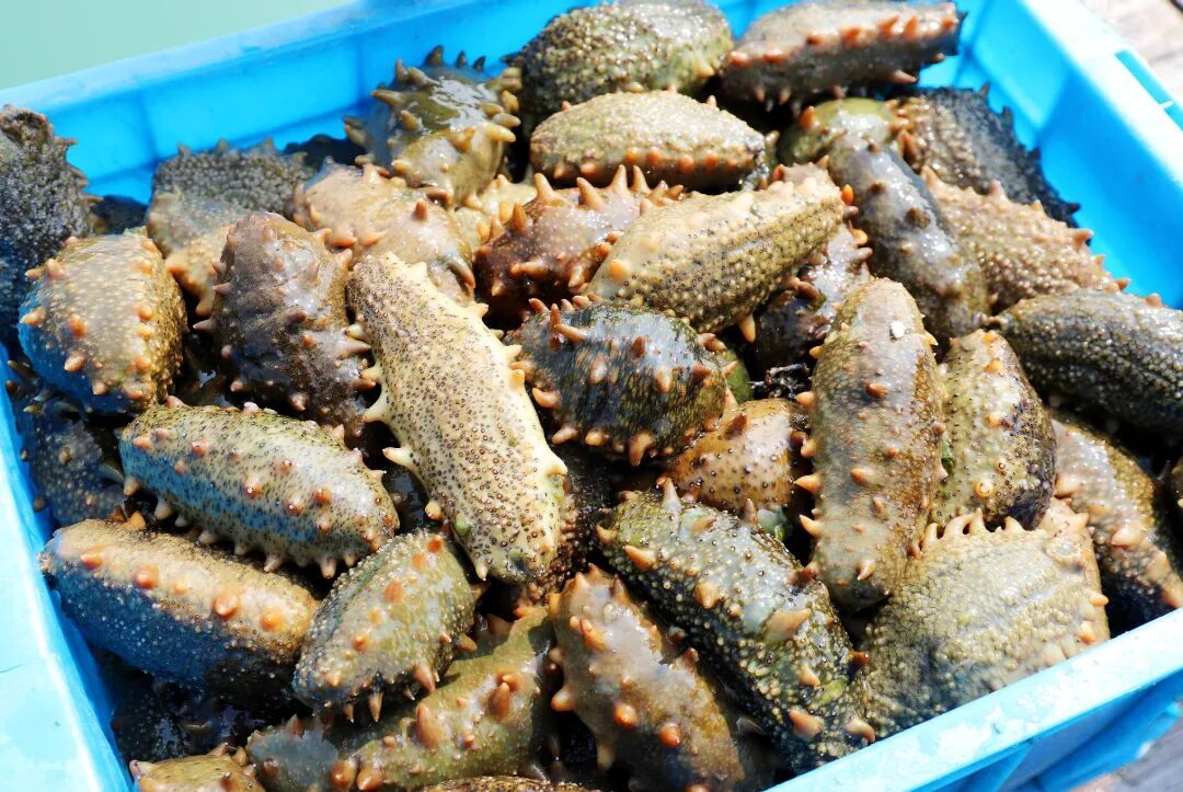 抓紧吃！5月1日起，福州开始休渔！