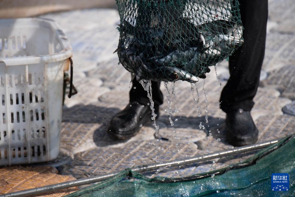 从退捕渔民到“江豚奶爸” ：用心守护水中精灵