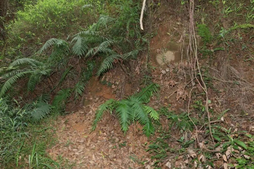 广州黄埔：暹岗大山被采挖坑洞全部回填复绿，游客挖出的石头并非水晶矿