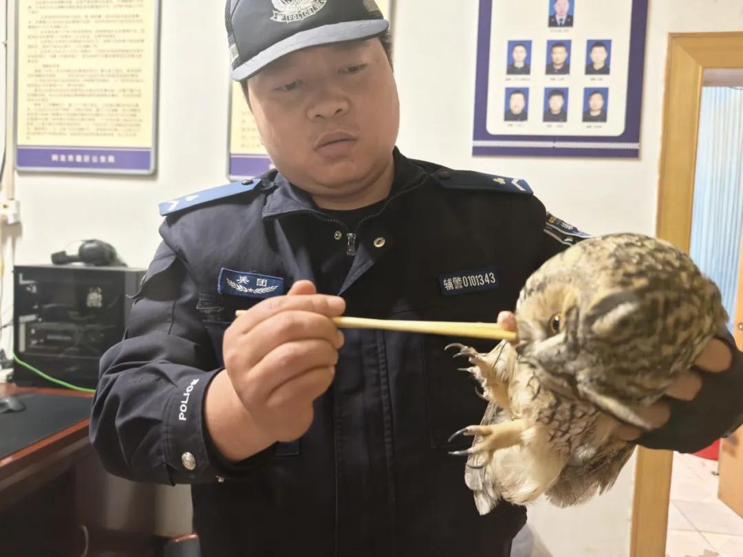 黄羊躲进柴火垛，猫头鹰落在田埂旁……警民接力写下暖心救助故事